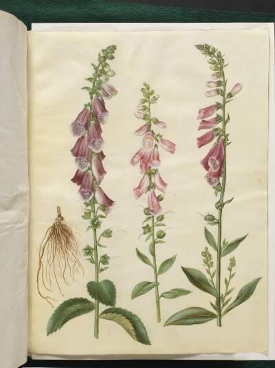 Digitalis purpurea (almindelig fingerbøl)