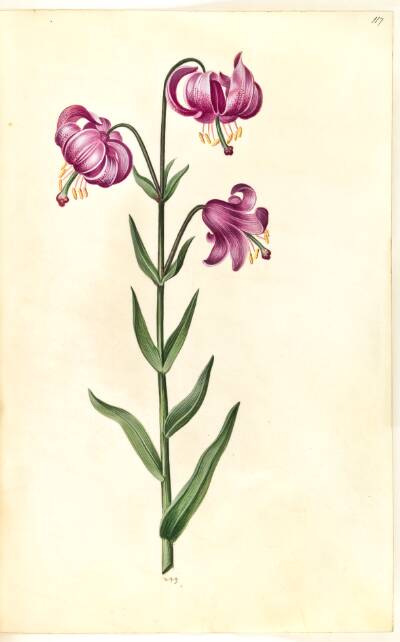 Lilium martagon (krans-lilje)