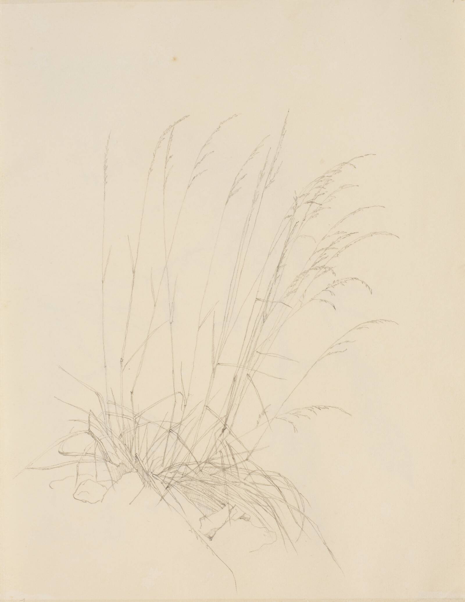 Græsplante, Christen Købke, 1810-1848