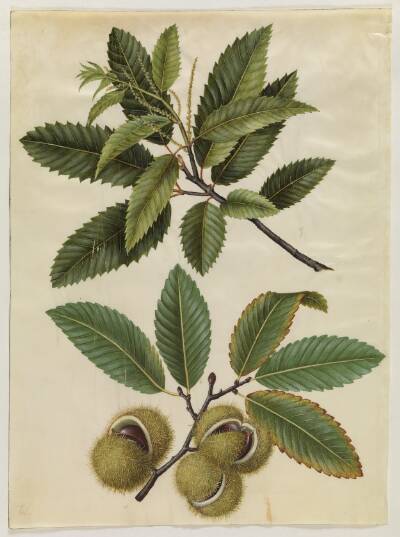 Castanea sativa (ægte kastanje)