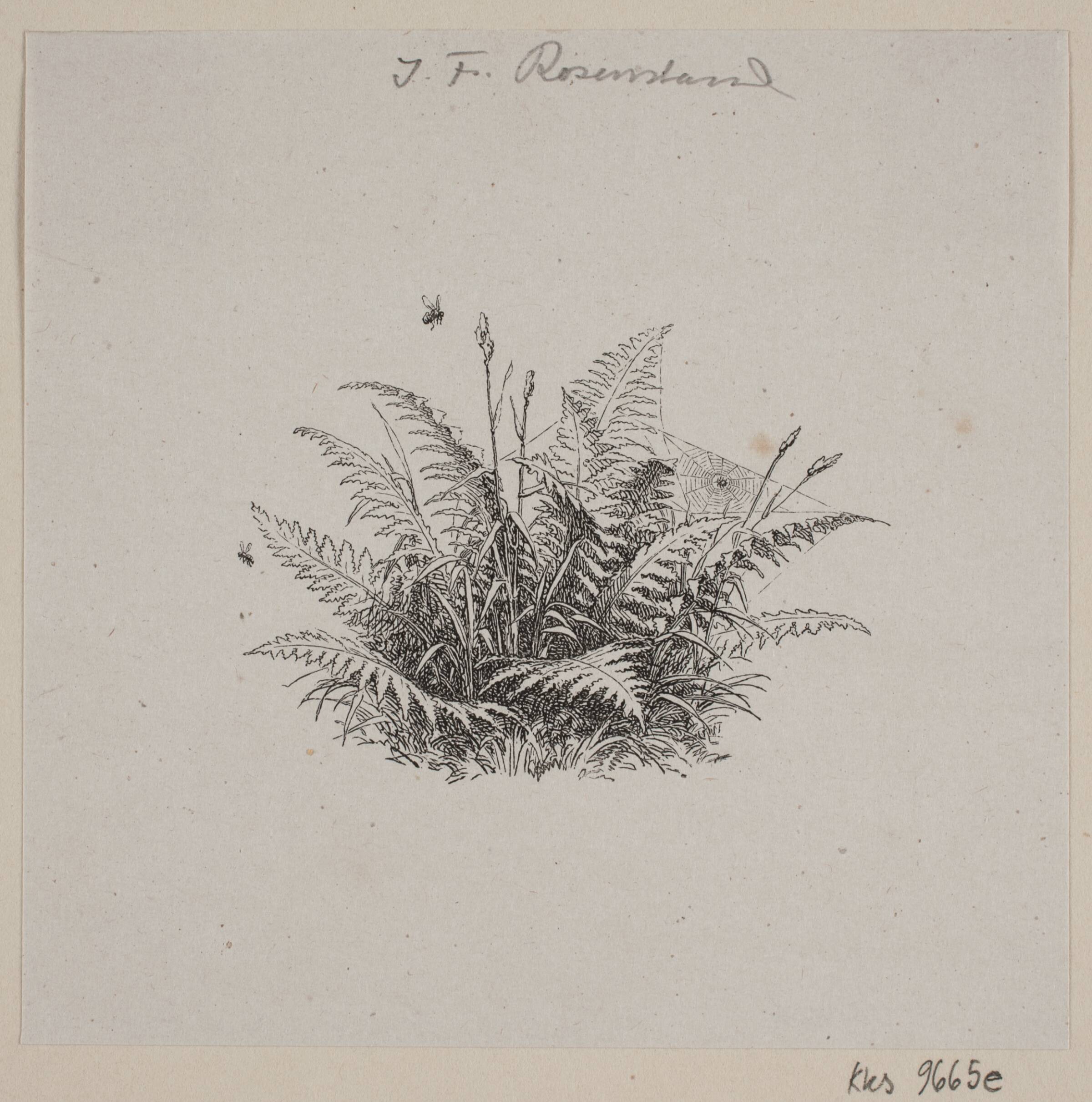 Vignet med bregne og græs overtrukket med spindelvæv, Johan Frederik Rosenstand, 1820-1887