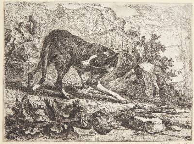 Hund, der leger