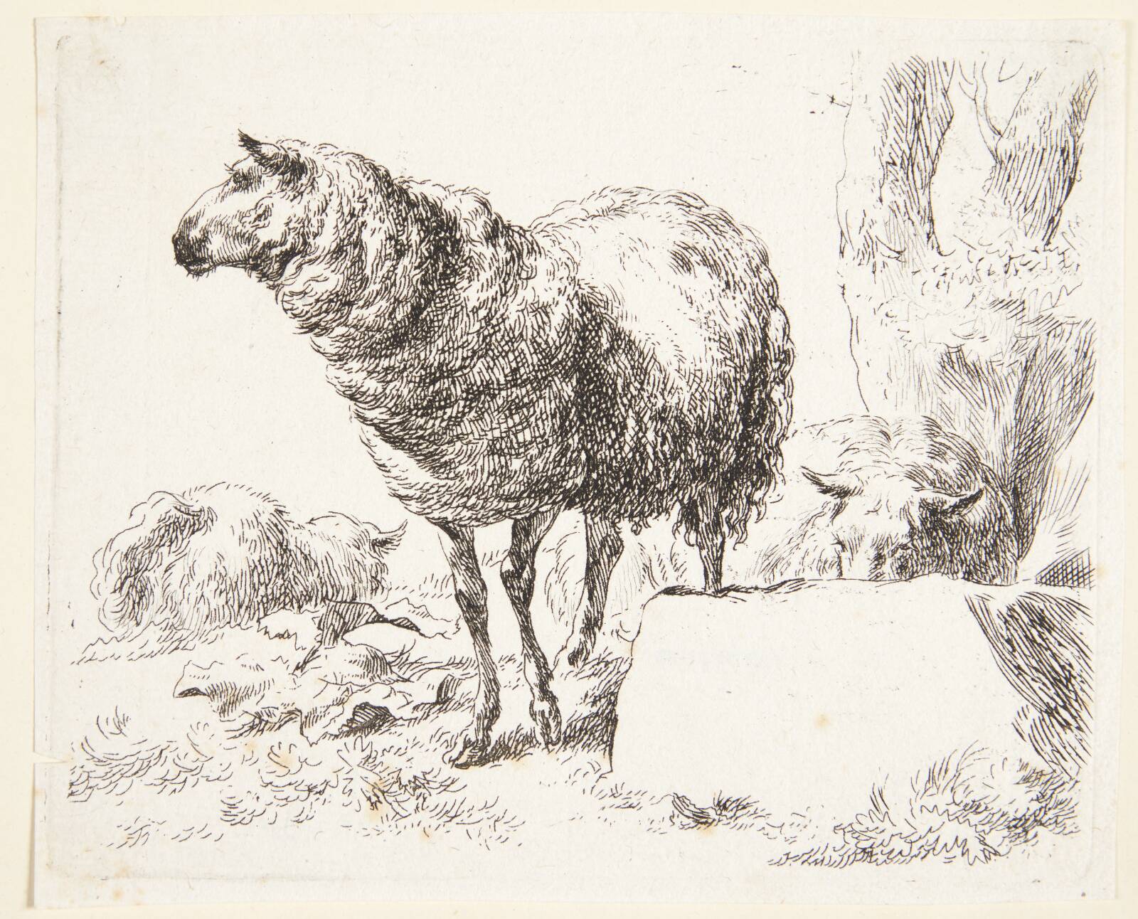 Et stående får, Nicolaes Berchem, 1620-1683