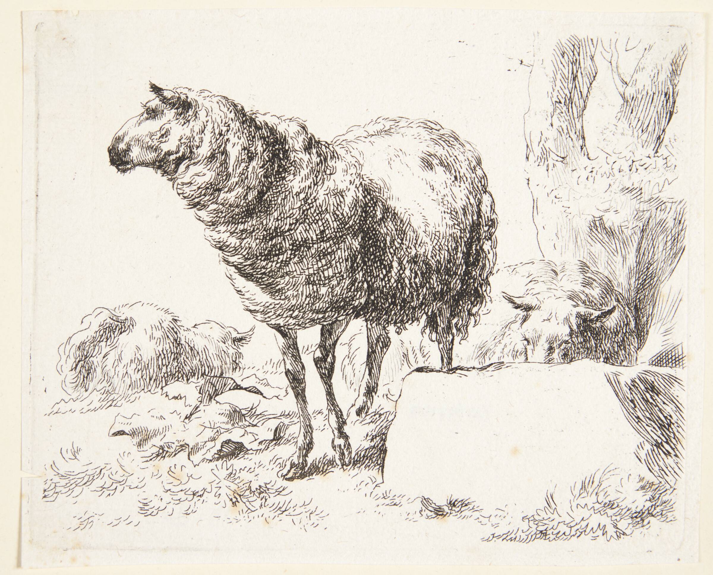 Et stående får, Nicolaes Berchem, 1620-1683
