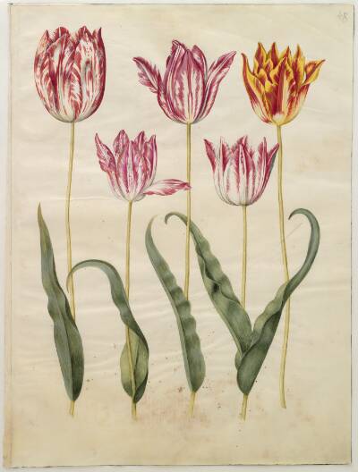 Tulipa gesneriana (have-tulipan)