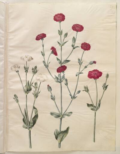 Silene coronaria (krone-limurt)