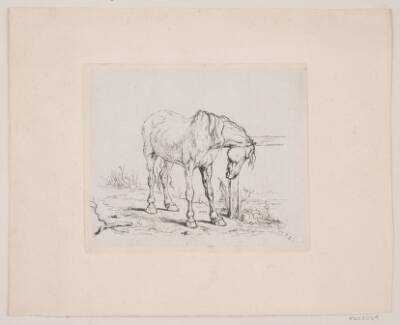 En gammel hest