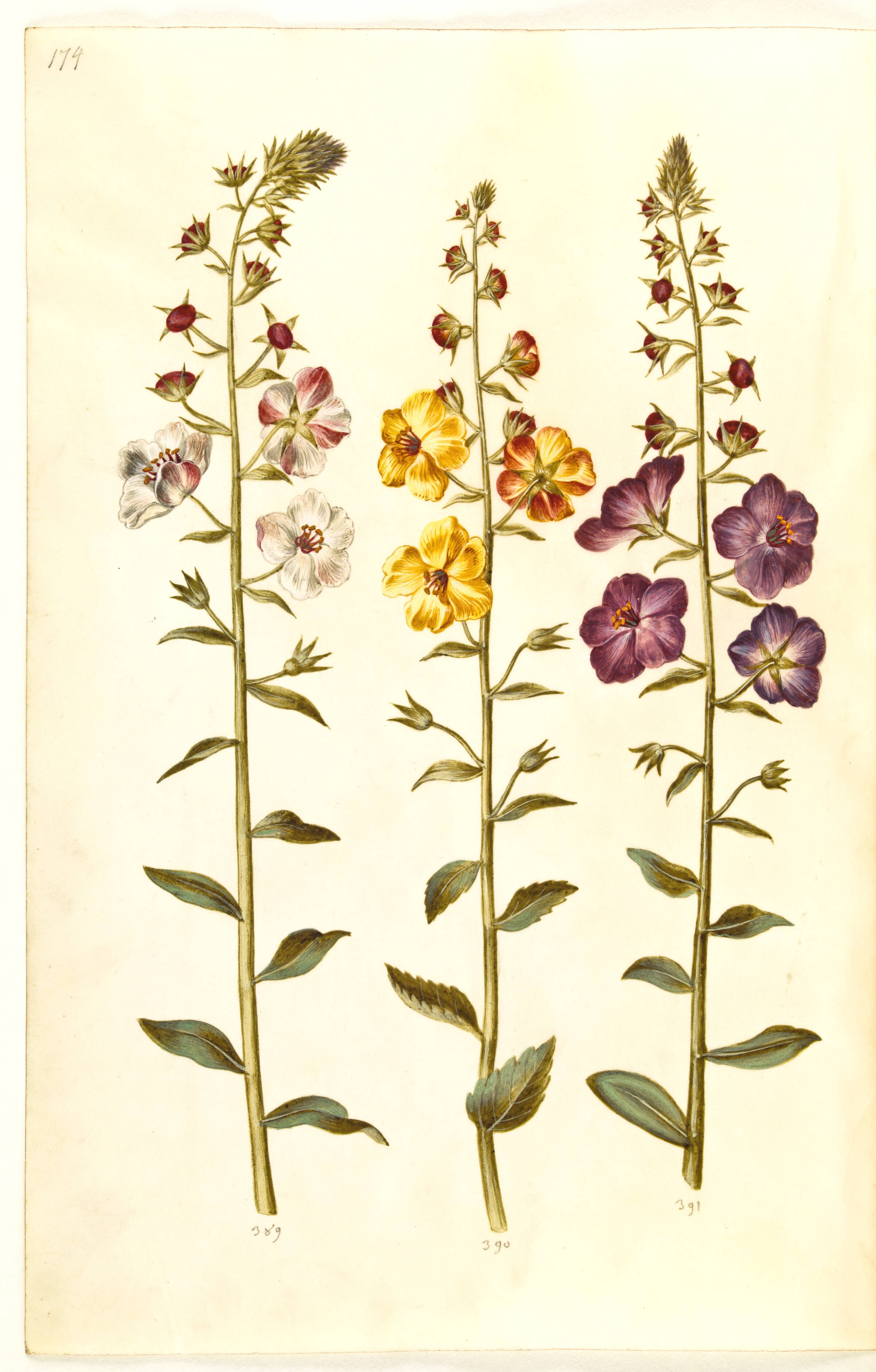 Verbascum blattaria (klase-kongelys); Verbascum phoeniceum (purpur-kongelys), Hans Simon Holtzbecker, 1635-1664