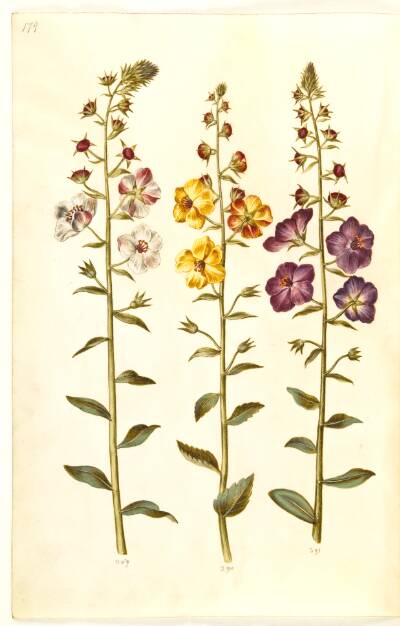 Verbascum blattaria (klase-kongelys); Verbascum phoeniceum (purpur-kongelys)