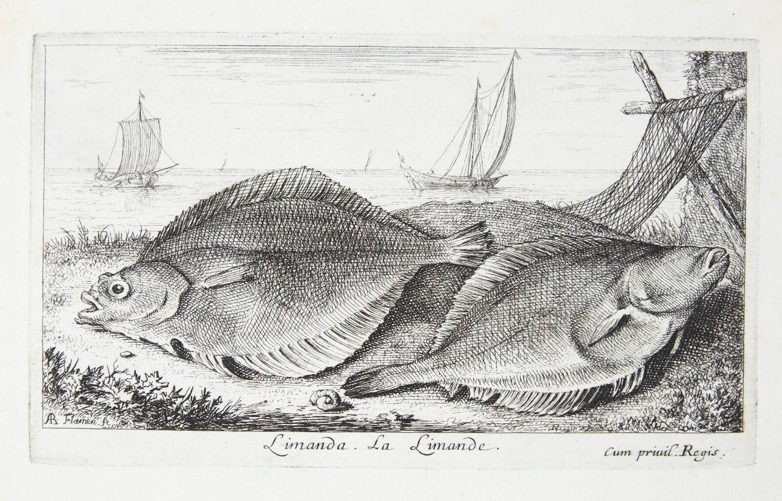 Ising (Limanda), Albert Flamen, 1620-1669