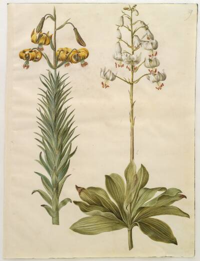 Lilium pyrenaicum (pyrenæisk lilje); Lilium martagon (krans-lilje)