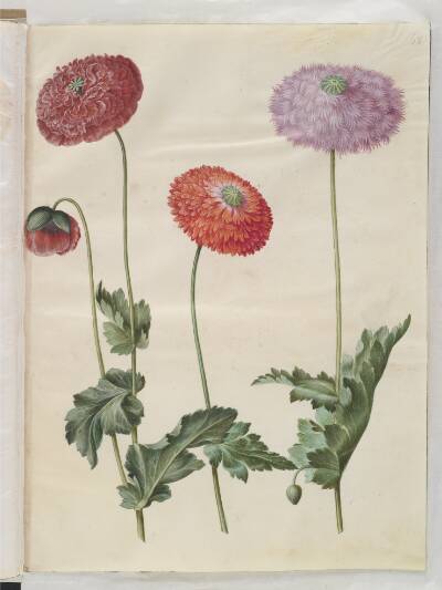 Papaver somniferum (opium-valmue)