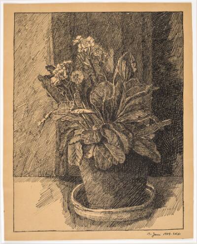 Urtepotte med primula