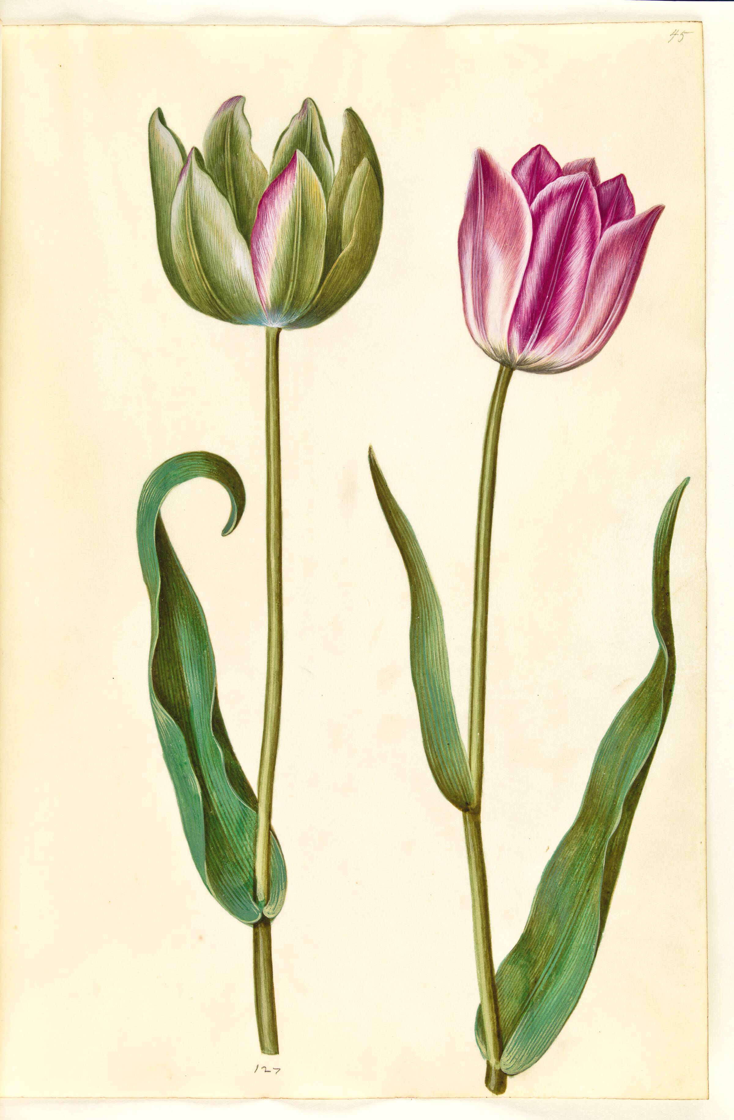 Tulipa gesneriana (have-tulipan), Hans Simon Holtzbecker, 1635-1664