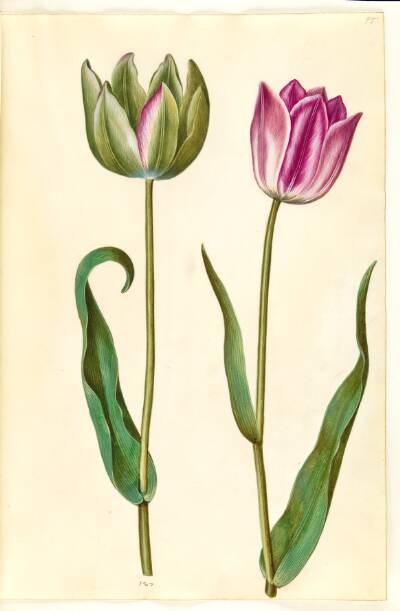Tulipa gesneriana (have-tulipan)