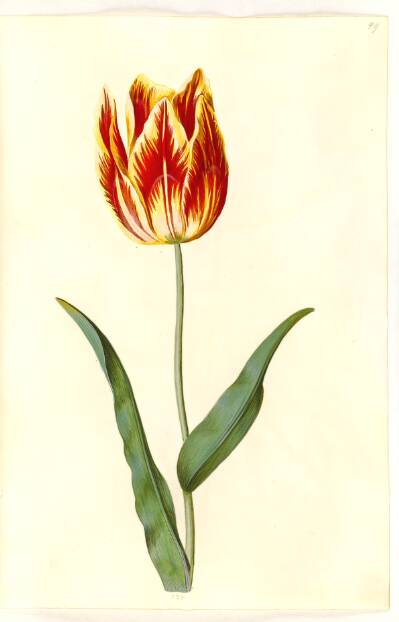 Tulipa gesneriana (have-tulipan)