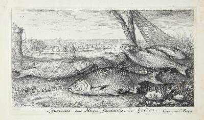 Skalle (Leuciscus siue Mugil fluuiatilus)