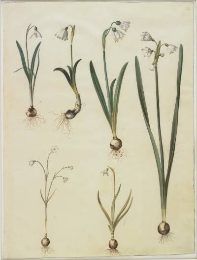 Galanthus nivalis (almindelig vintergæk); Leucojum vernum (dorotealilje); Leucojum aestivum (sommer-hvidblomme); Leucojum autumnale (høst-hvidblomme)