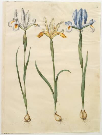 Iris xiphium (spansk iris) eller Iris latifolia (engelsk iris); Iris xiphium (spansk iris)