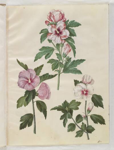 Hibiscus syriacus (syrisk rose)