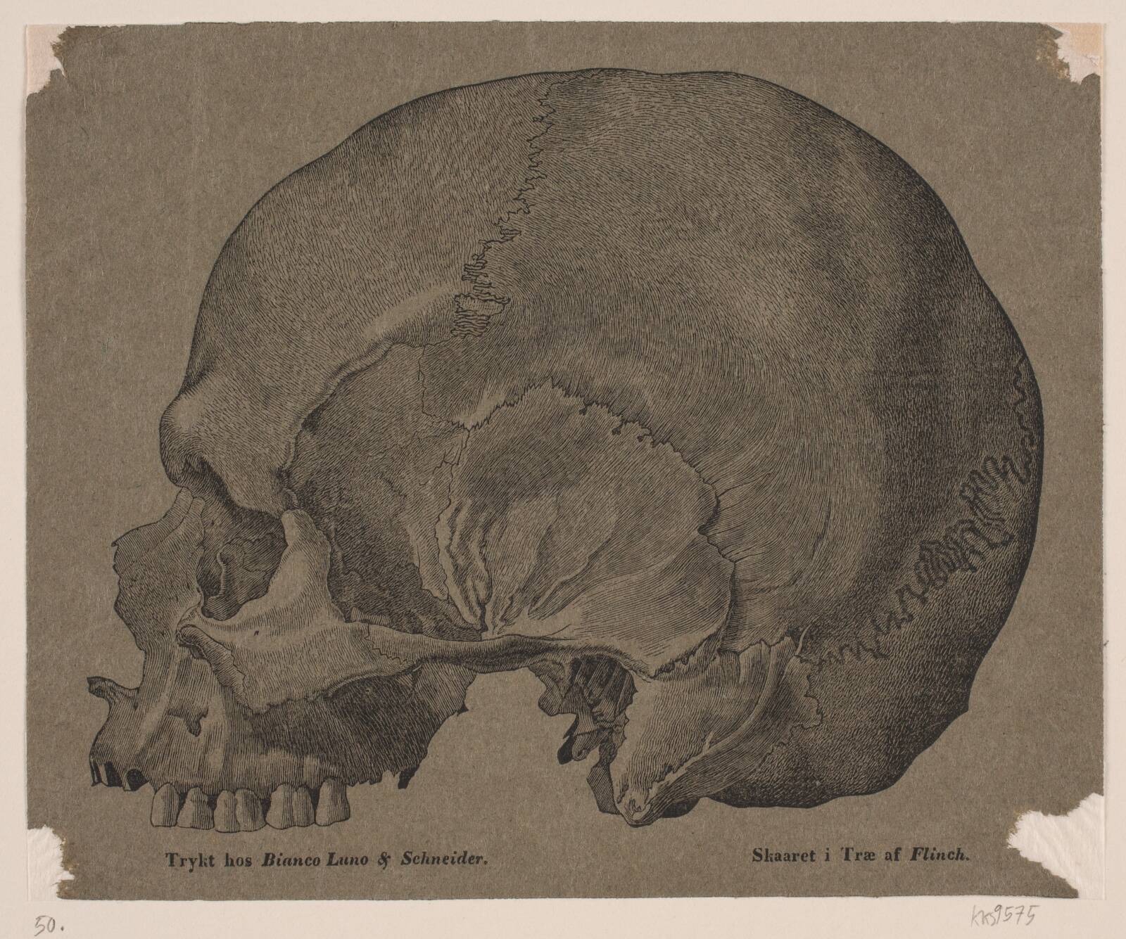 Kranium, Andreas Flinch, 1838