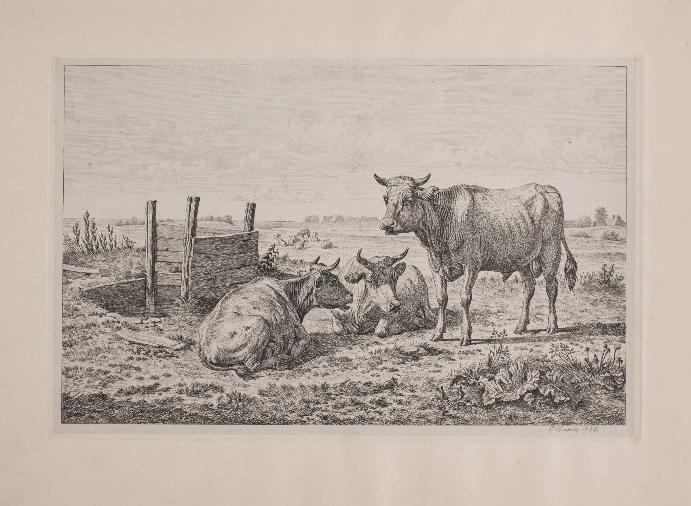 En tyr og to køer, Madsen, A.P., 1855