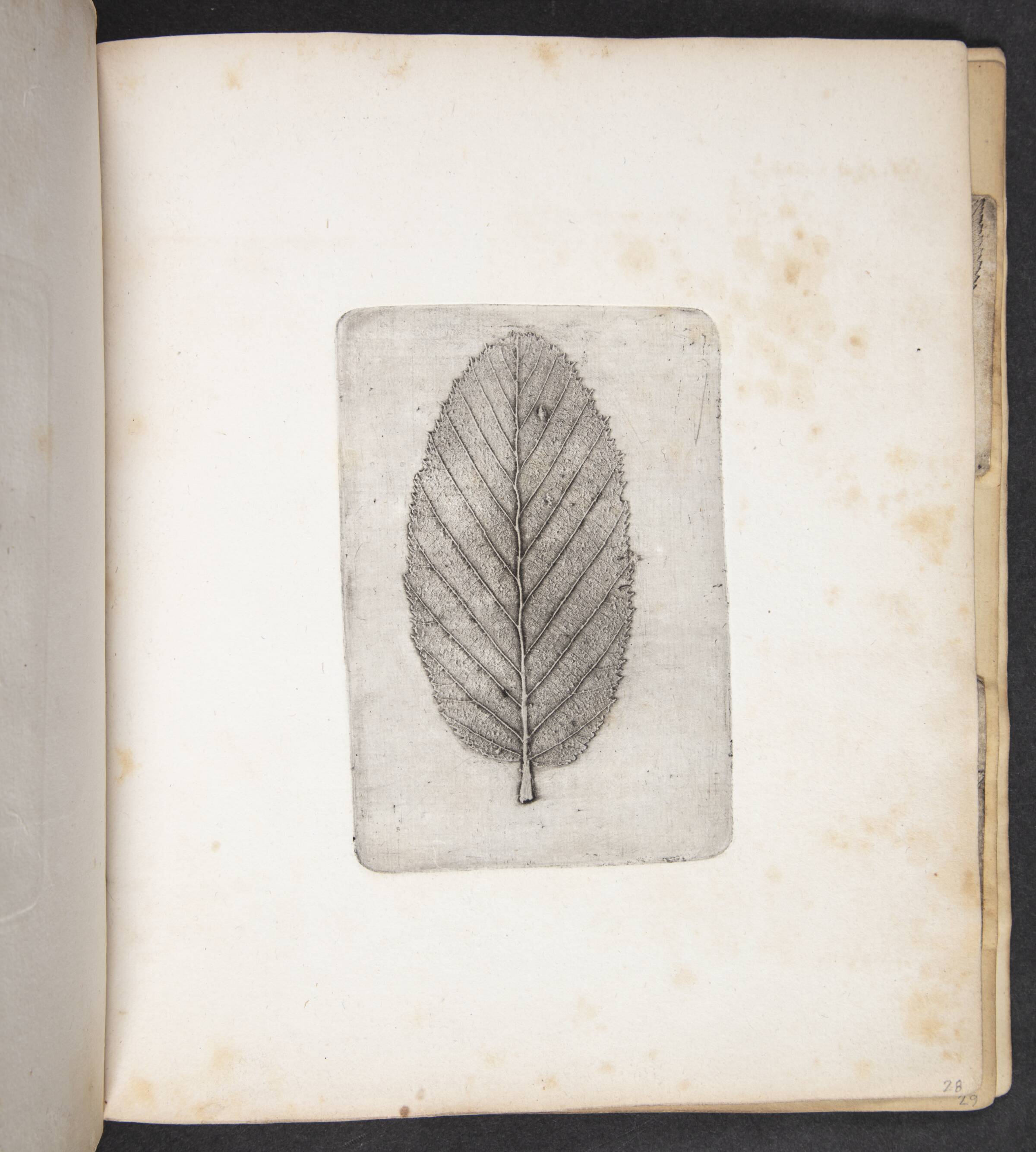 Aftryk af blad, Peter Larsen Kyhl, 1833