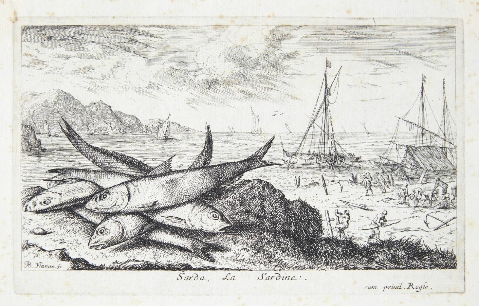 Sardinen (Sarda), Albert Flamen, 1620-1669