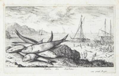 Sardinen (Sarda)