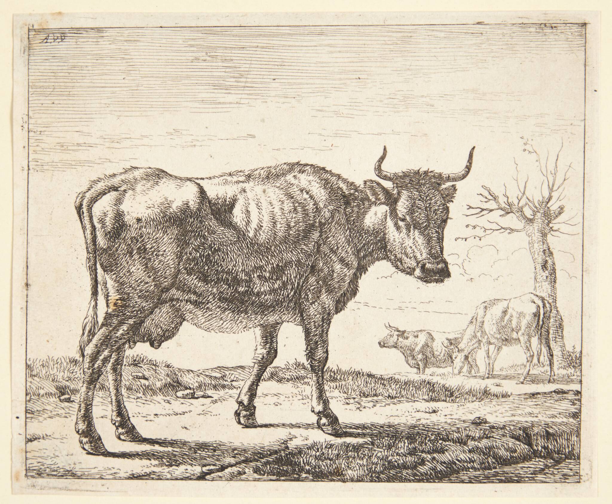 Tre køer