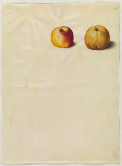 Malus domestica (almindelig æble)
