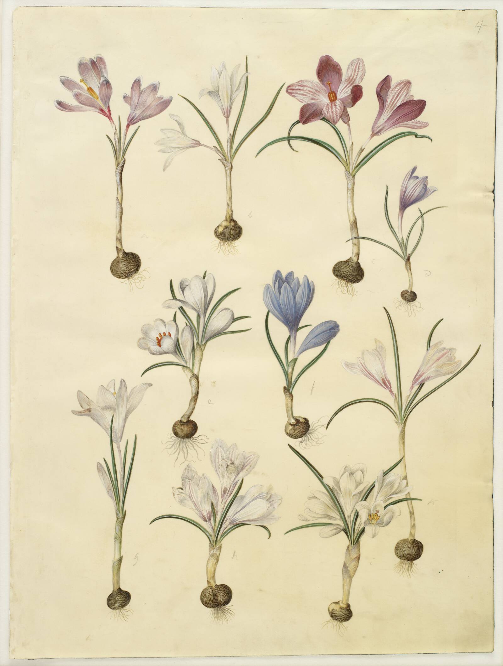 Crocus vernus (vår-krokus), Hans Simon Holtzbecker, 1649-1659