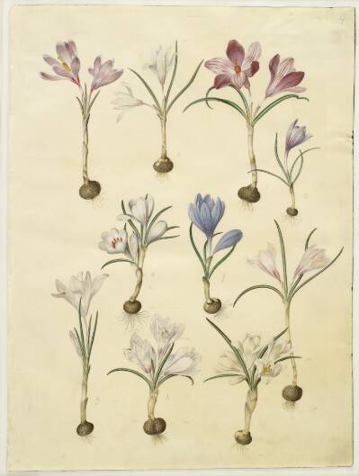 Crocus vernus (vår-krokus)