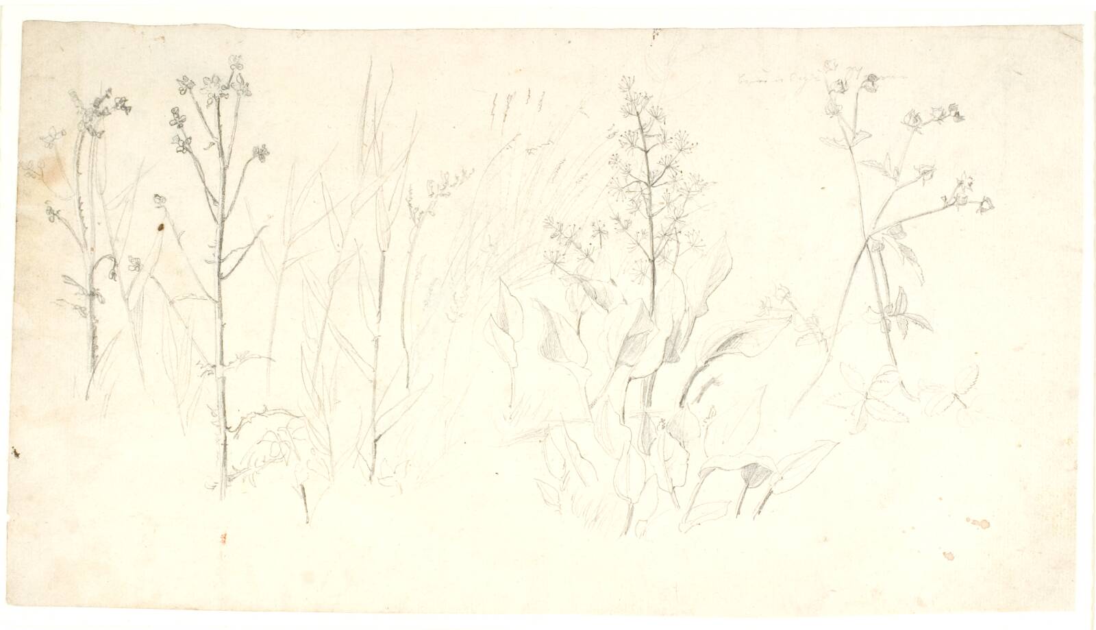 Plantestudier, Dankvart Dreyer, 1831-1852