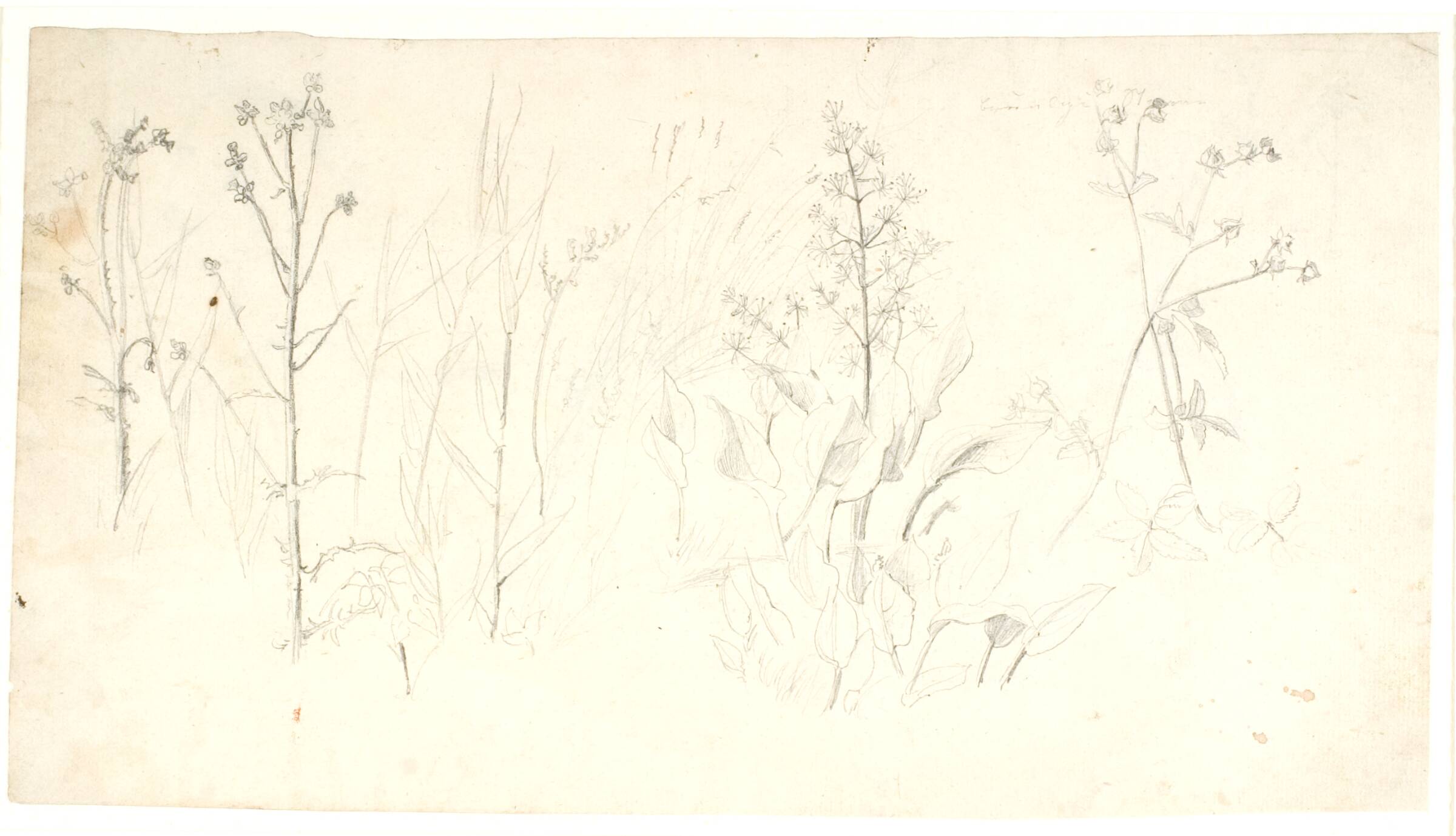 Plantestudier, Dankvart Dreyer, 1831-1852