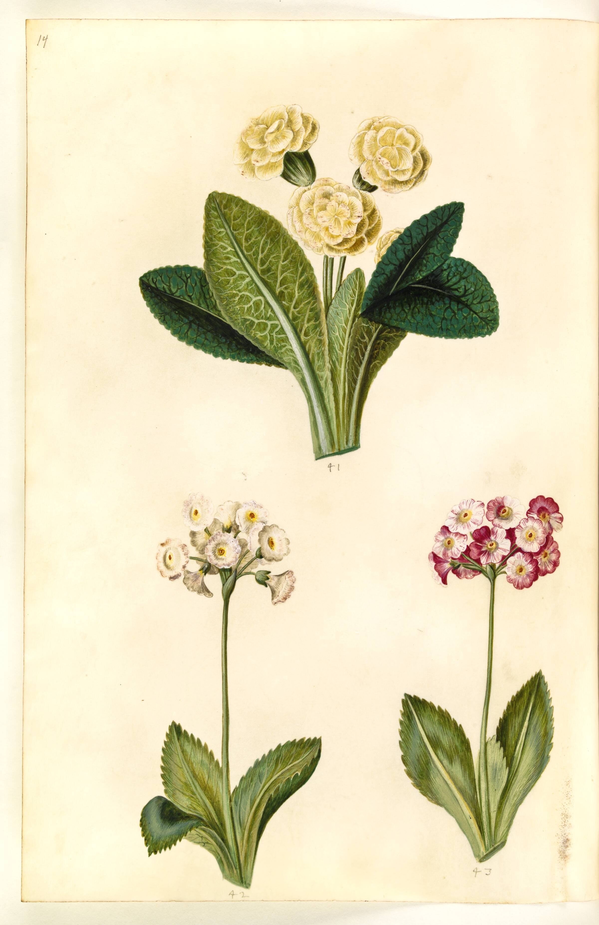 Primula vulgaris (storblomstret kodriver); Primula ×pubescens (have-aurikel), Hans Simon Holtzbecker, 1635-1664
