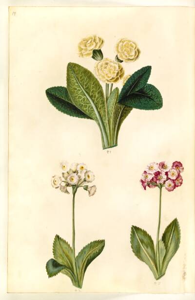 Primula vulgaris (storblomstret kodriver); Primula ×pubescens (have-aurikel)