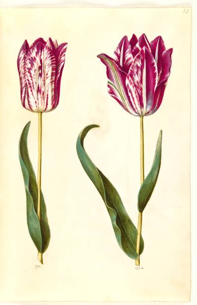 Tulipa gesneriana (have-tulipan)