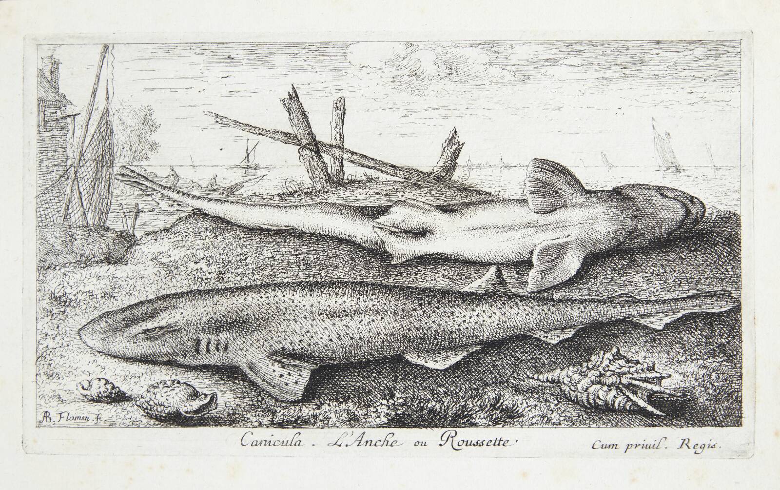 Pighaj (Canicula), Albert Flamen, 1620-1669
