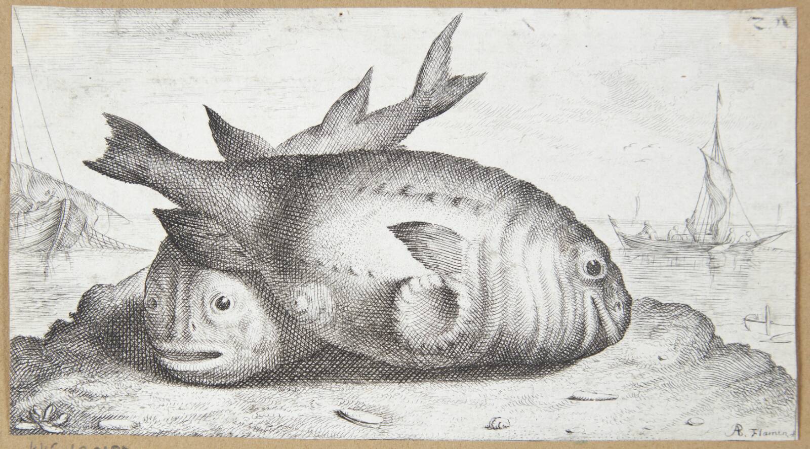 Marsvin (Phocana), Albert Flamen, 1620-1669