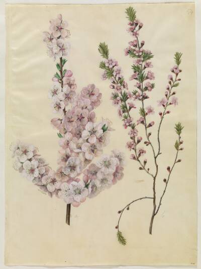 Prunus dulcis (mandel); Prunus tenella (dværg-mandel)
