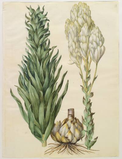 Lilium candidum (madonna-lilje)