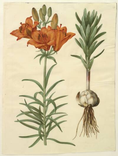 Lilium bulbiferum (brand-lilje)