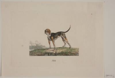 Stella