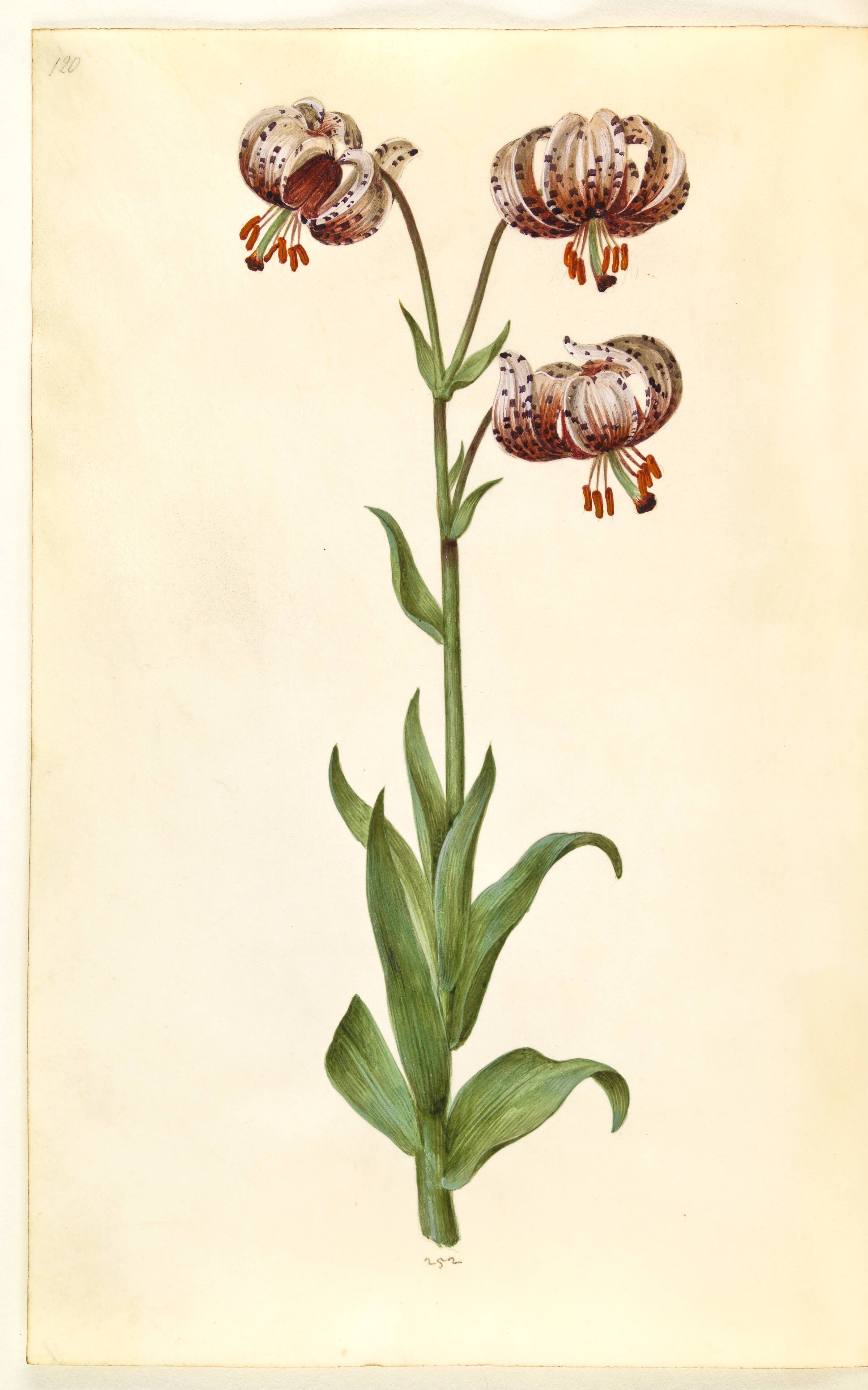 Lilium martagon (krans-lilje), Hans Simon Holtzbecker, 1635-1664