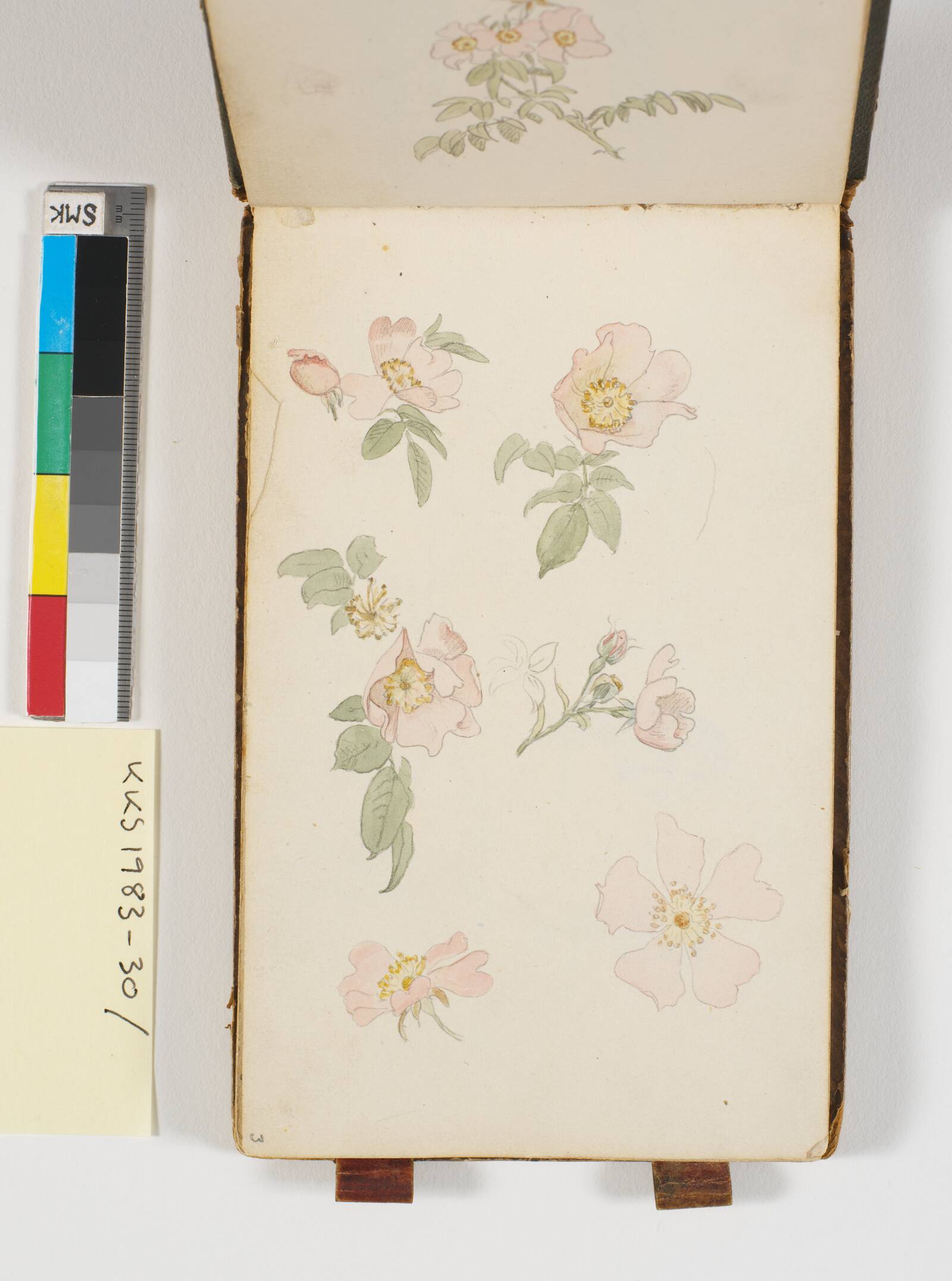 Studie af roser, P.C. Skovgaard, 1848