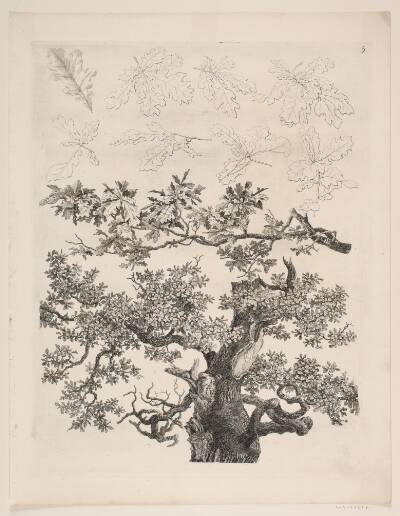"Studier efter Naturen med Hensyn til Landskabstegning af S.H. Petersen", nr. 5