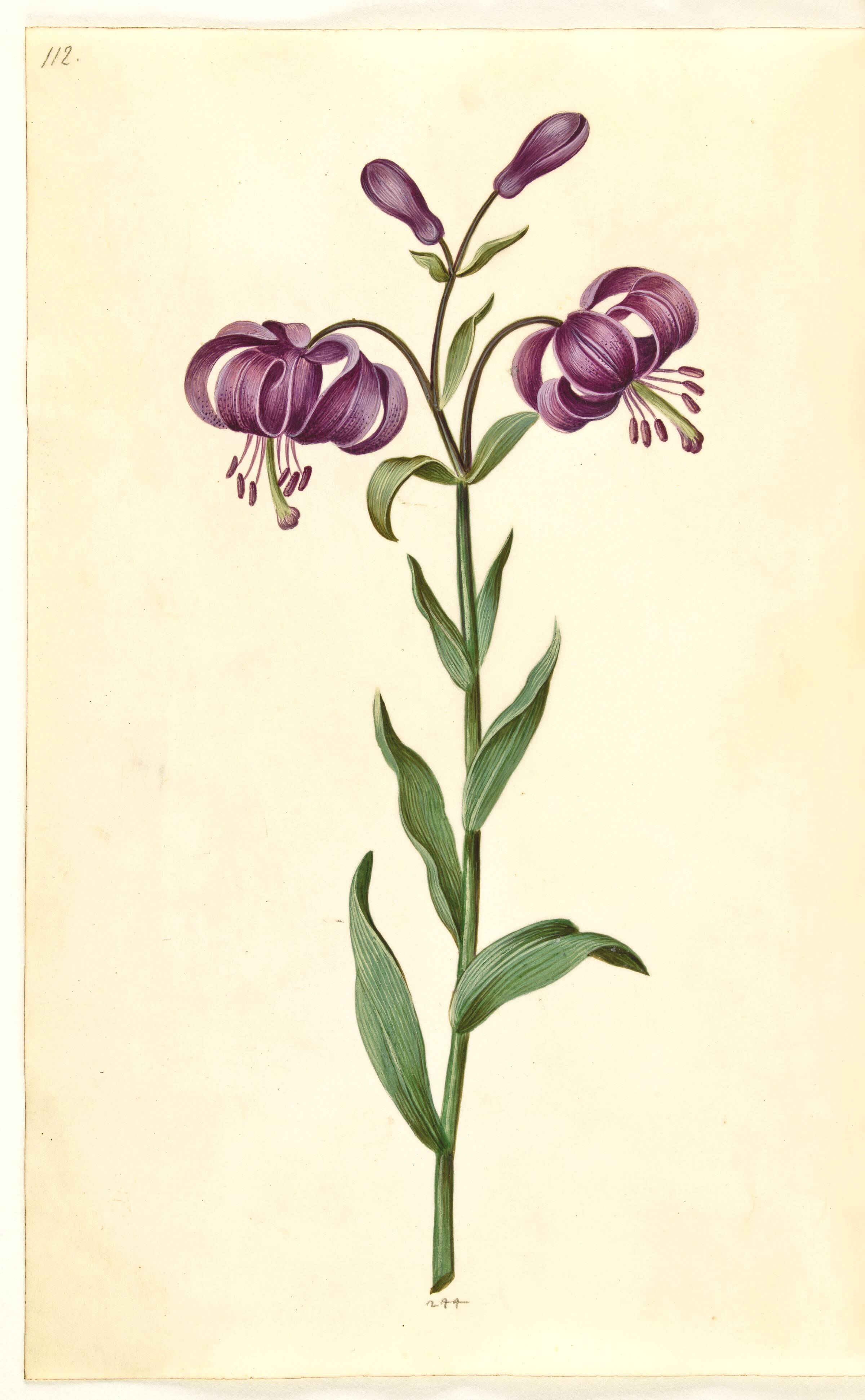 Lilium martagon (krans-lilje), Hans Simon Holtzbecker, 1635-1664