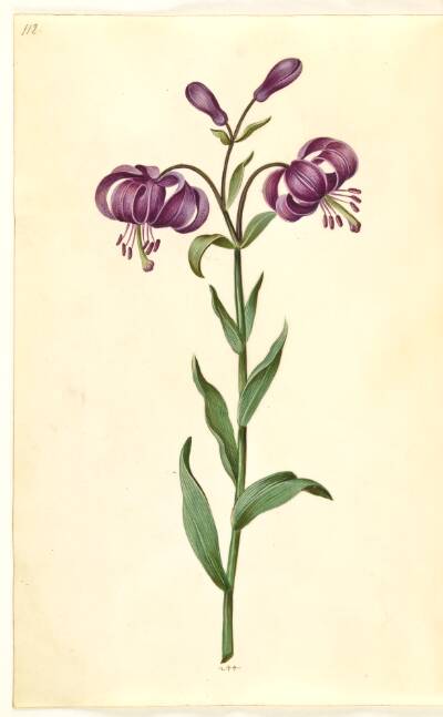Lilium martagon (krans-lilje)