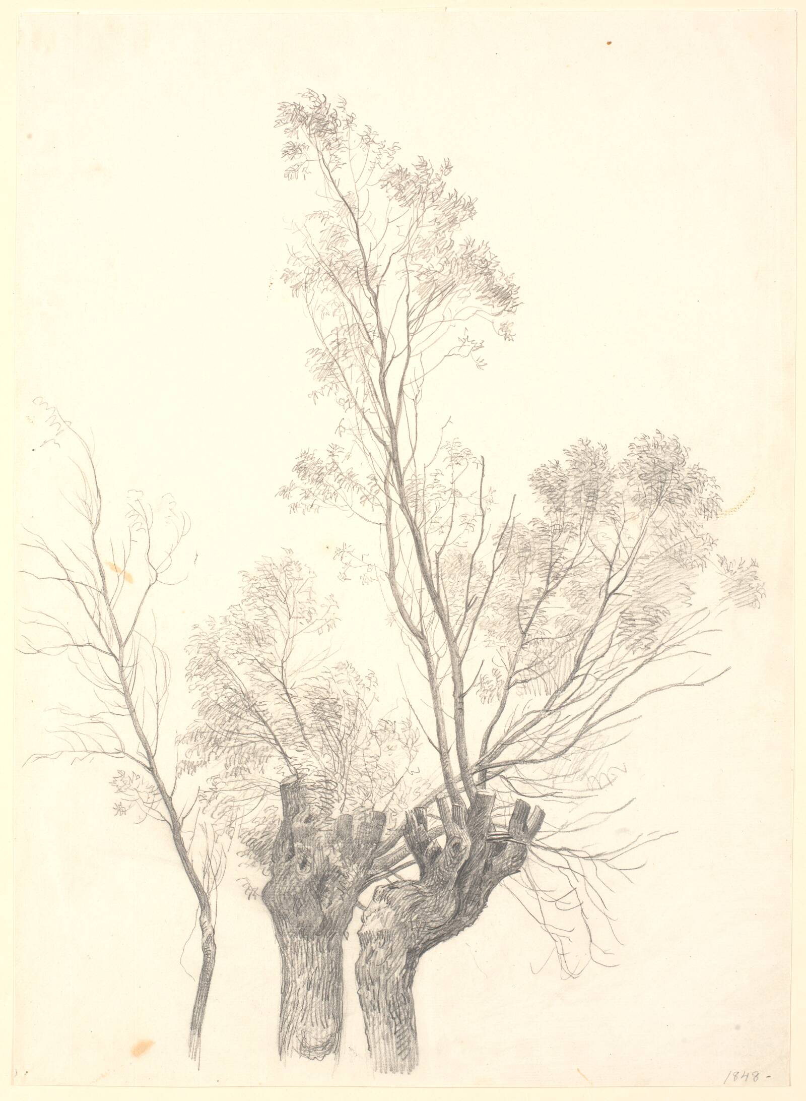 Studie af stynede piletræer., P.C. Skovgaard, 1848